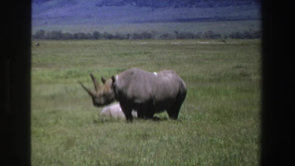 1969 South Africa 8mm frame showing a black rhinoceros in tall grass, with a low tree line and hazy hills in the distance.