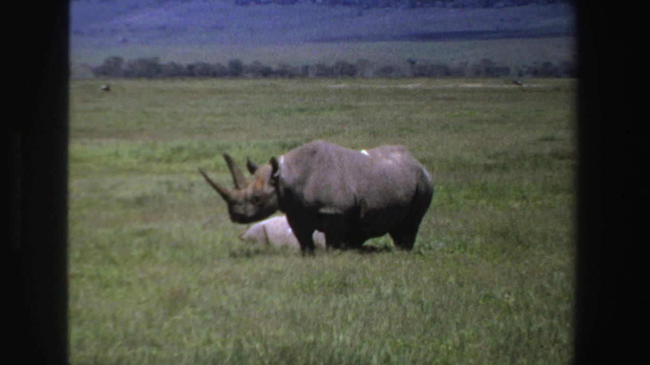 Black rhinoceros standing in green grass with a pale animal partly visible behind it.
