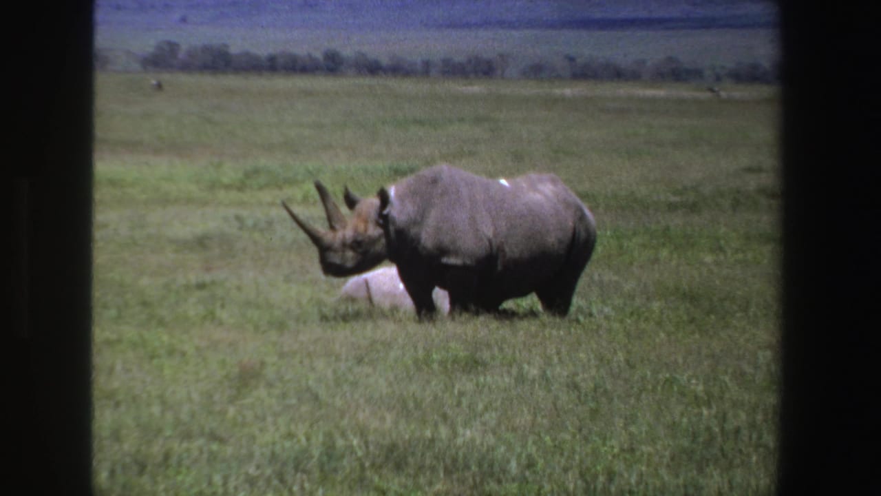 1969 South Africa 8mm frame of a black rhinoceros in profile, head lowered slightly in open green grassland.