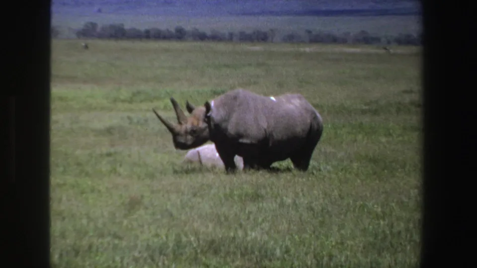 1969 South Africa 8mm frame of a black rhinoceros in profile, head lowered slightly in open green grassland.