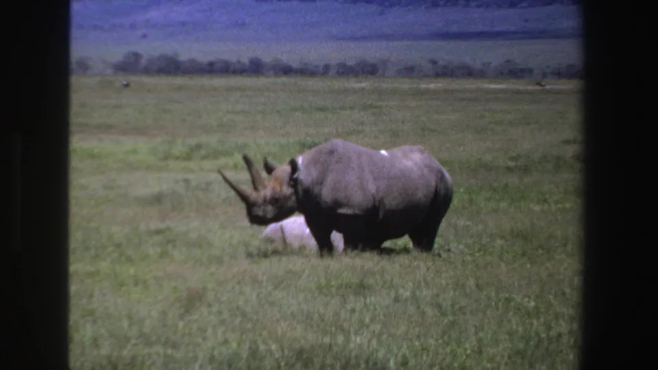 1969 South Africa home-movie frame showing a black rhinoceros grazing in tall green grass, with a pale animal partly behind it.
