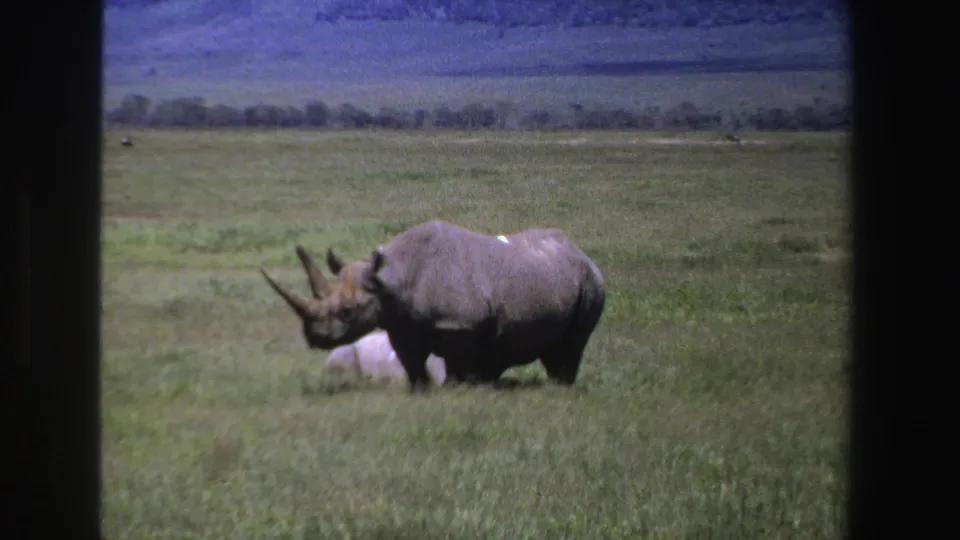 1969 South Africa 8mm frame of a black rhinoceros feeding in green pasture, seen through soft vintage film grain.