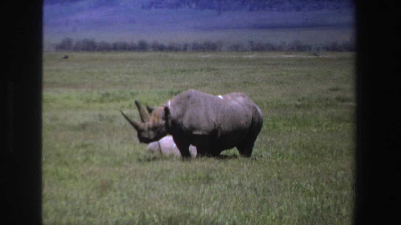 1969 South African 8mm frame showing an adult rhinoceros in profile near a pale calf lying in open grassland.