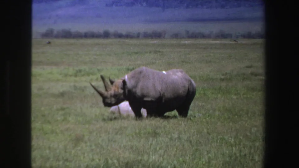 1969 South African 8mm frame showing an adult rhinoceros in profile near a pale calf lying in open grassland.