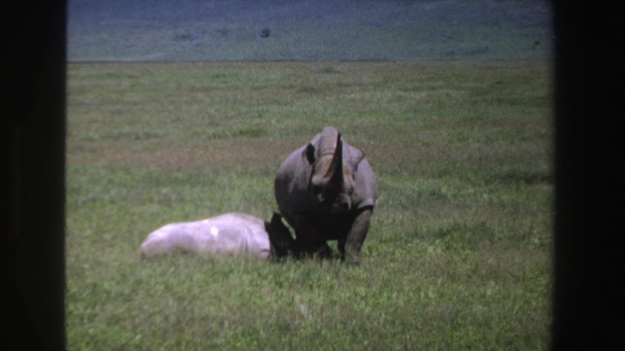 Adult rhinoceros facing the camera beside a pale calf lying in tall grass.