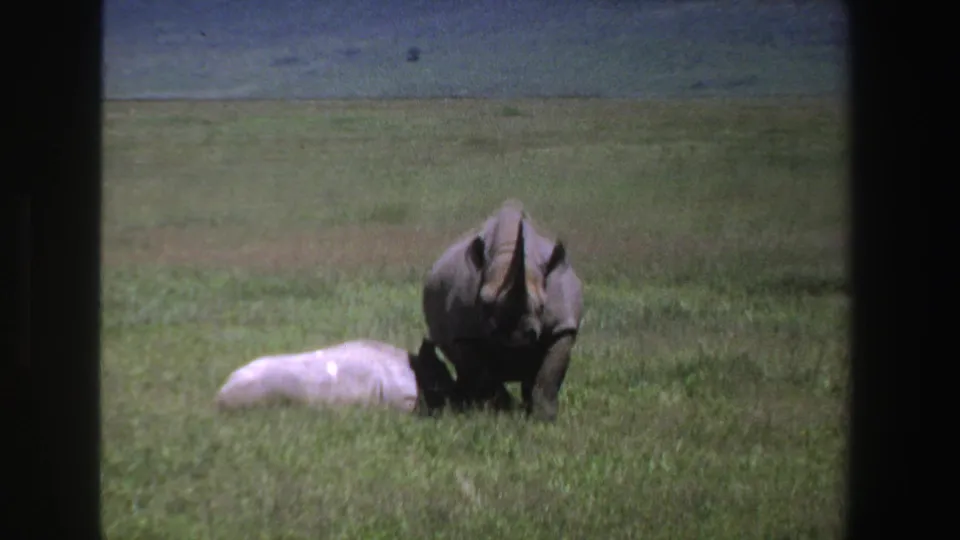 Vintage 8mm South Africa frame with a rhinoceros standing over or near a pale calf resting in savanna grass.