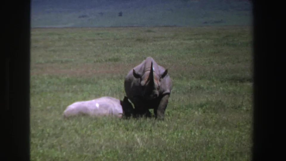 Late-1960s 8mm frame from South Africa showing an adult rhino beside a resting calf against open grassland.