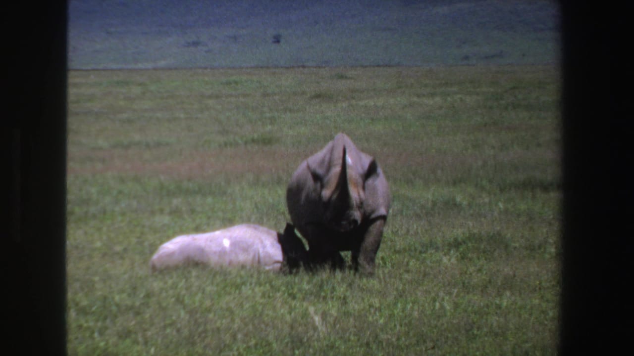 Adult rhinoceros standing beside a lighter calf lying in tall grass.