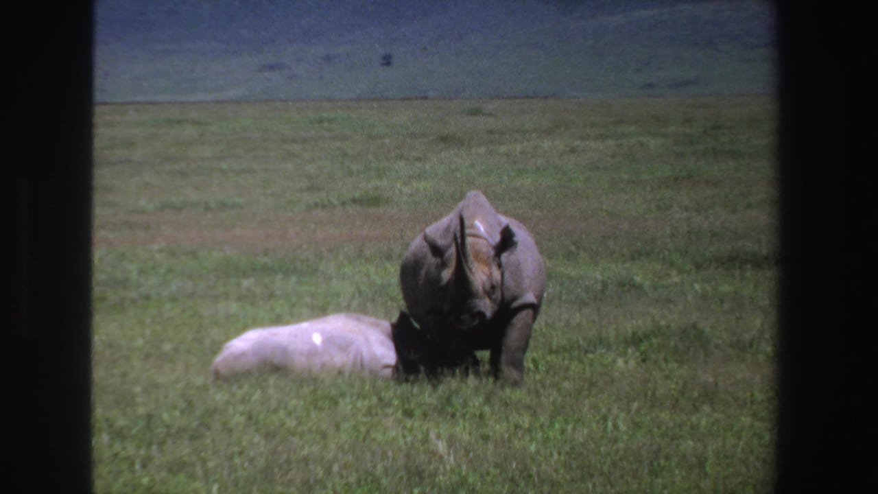 Adult rhinoceros lowers its head near a calf resting in grass.