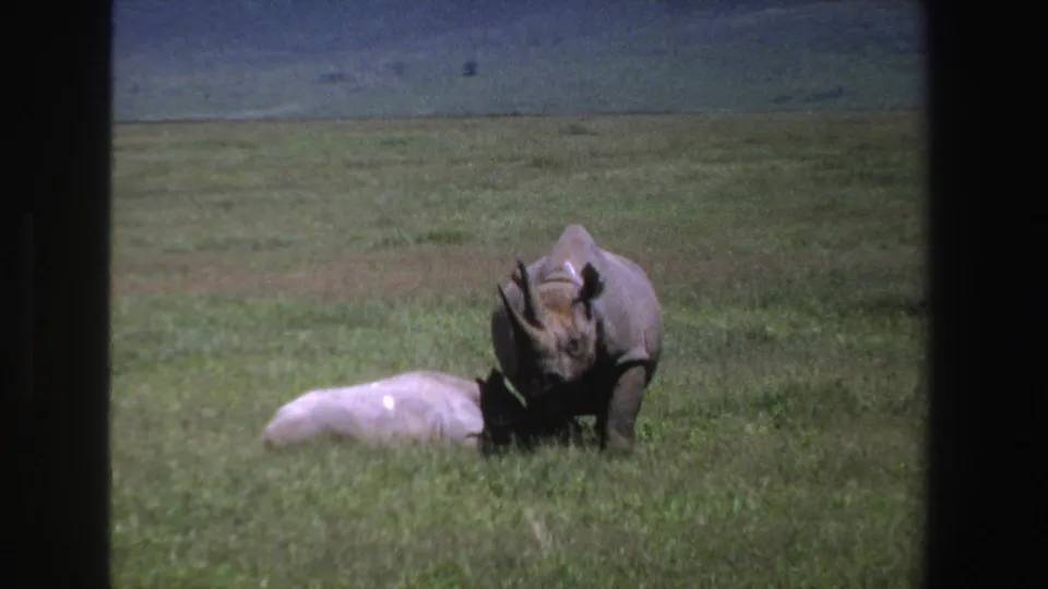 1969 South Africa 8mm frame showing a rhinoceros facing the camera near a pale calf lying in grass.