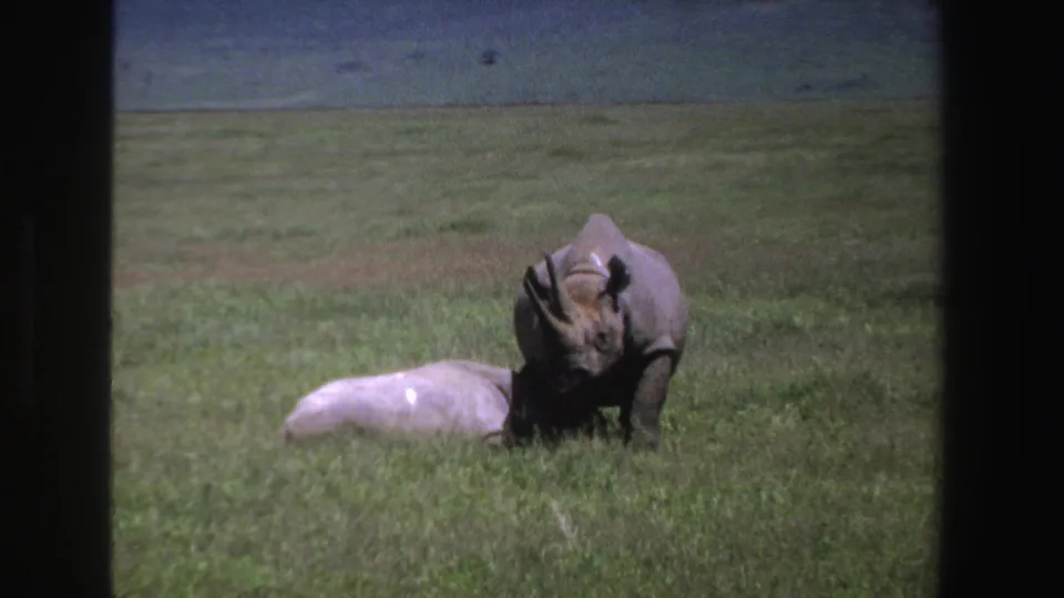 1969 South Africa 8mm frame with an adult rhinoceros standing close beside a calf in open grassland.