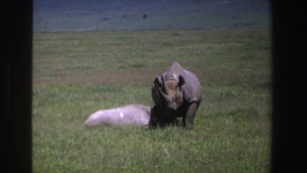 Standing rhino beside a lighter rhino lying in grassland.