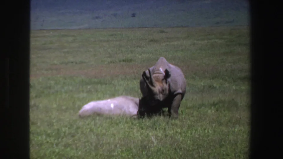 1969 South Africa 8mm frame showing a standing rhino near a lighter rhino lying in an open grassy field.
