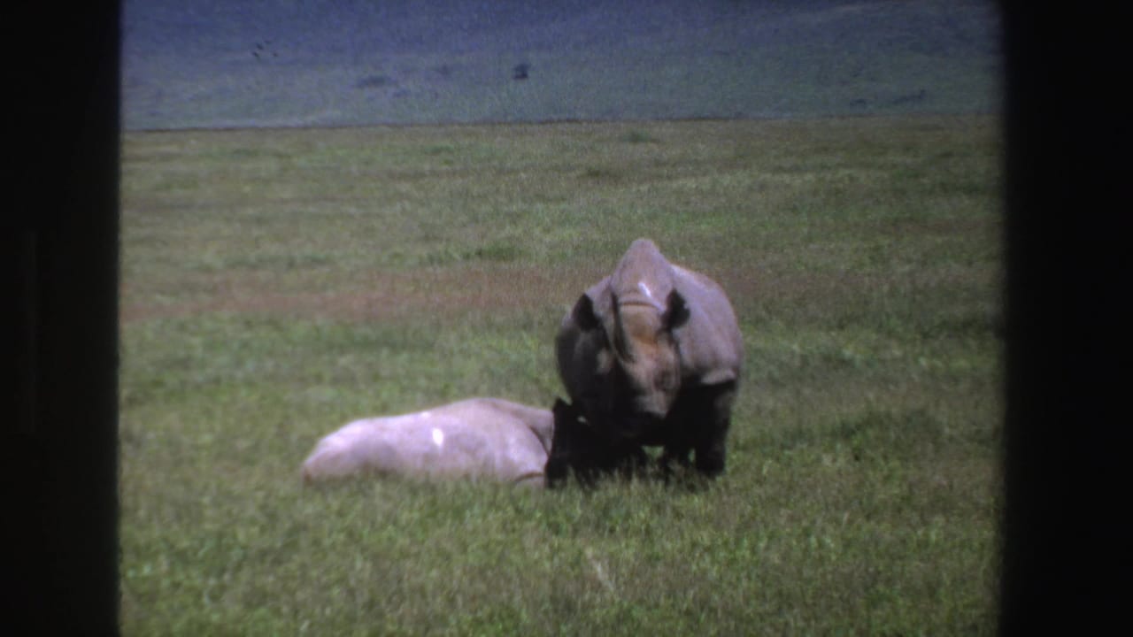 Two rhinos in an open field, with one standing over the other.