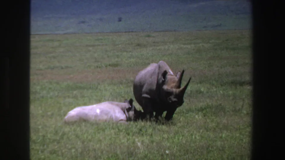 1969 South Africa 8mm frame showing a horned rhino standing beside a resting rhino in a grassy landscape.