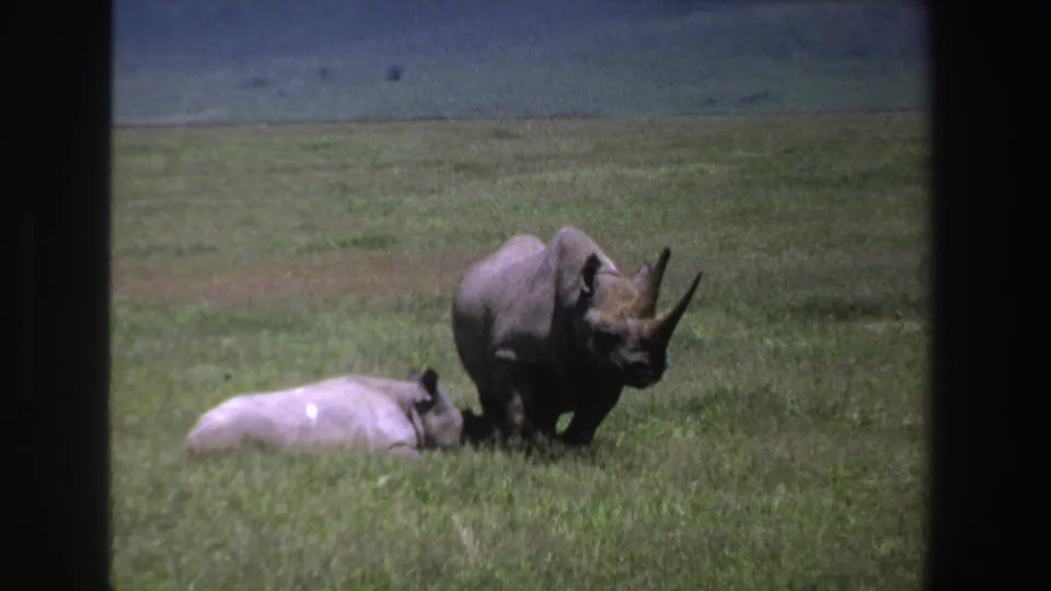 1969 South Africa 8mm frame with a standing rhino beside a resting rhino on open green grassland.