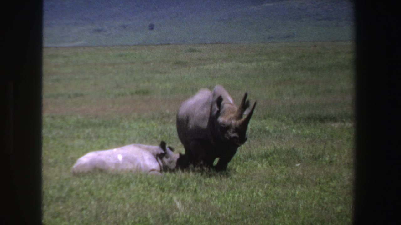Two rhinos in a grassy field, one standing and one lying down.