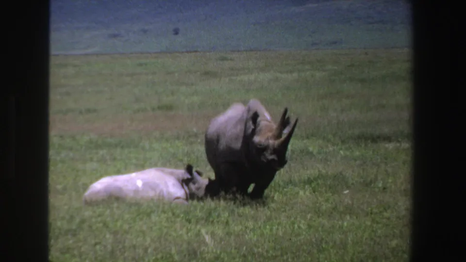 1969 South Africa 8mm frame showing two rhinos in open grass, with one standing beside another resting on the ground.