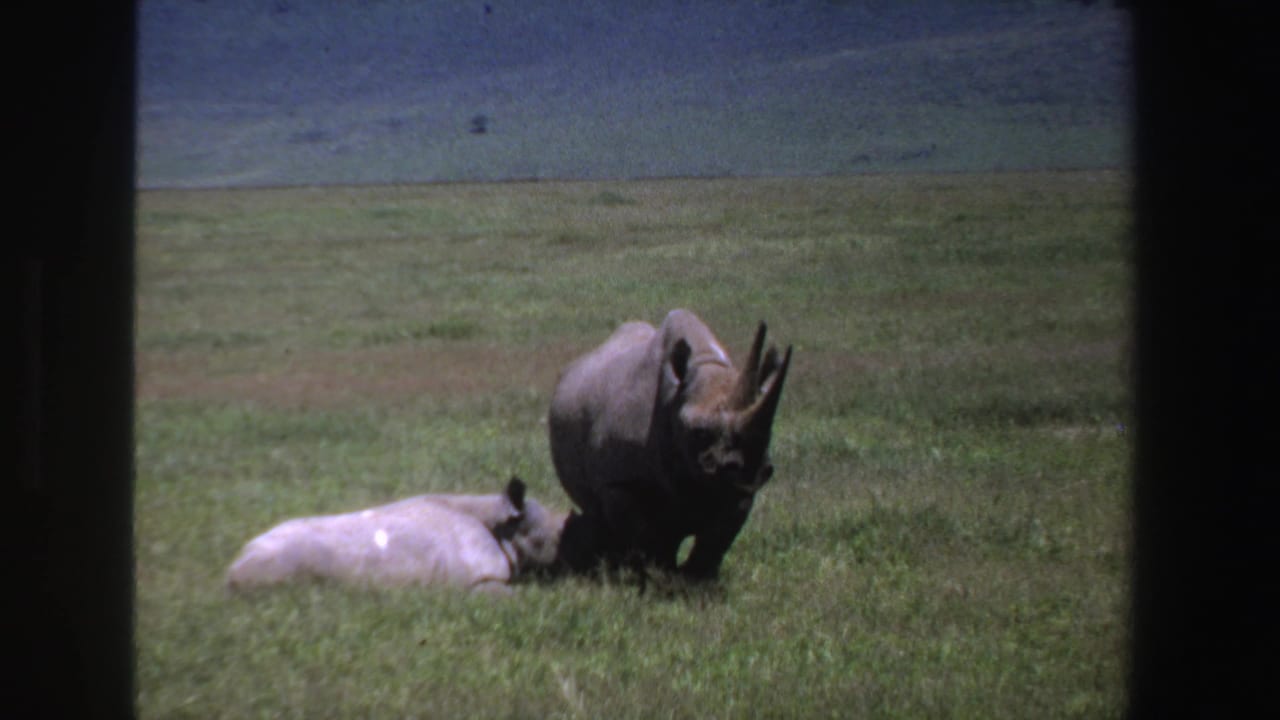 Vintage 8mm South Africa frame with a standing rhino facing slightly forward and a second rhino lying nearby in grass.