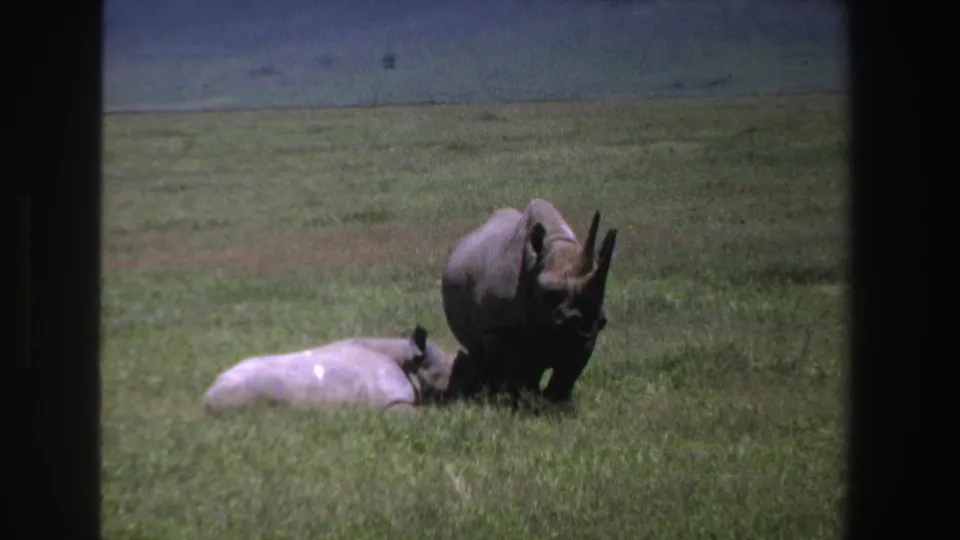 1969 8mm wildlife frame from South Africa showing two rhinos in a grassy plain, with the standing animal near the resting one.