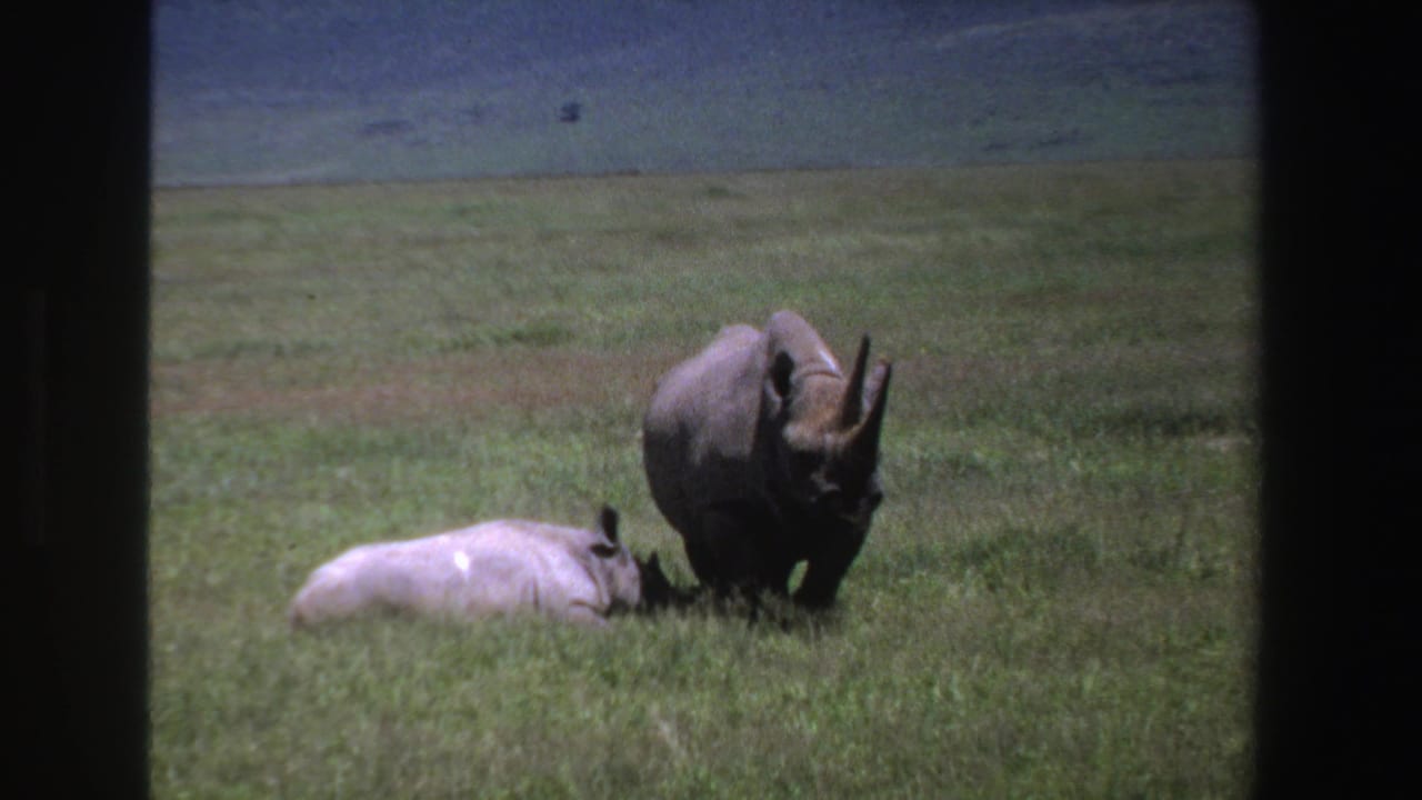 1969 South Africa 8mm frame showing an adult black rhinoceros standing near a calf lying in grass, with low hills in the background.