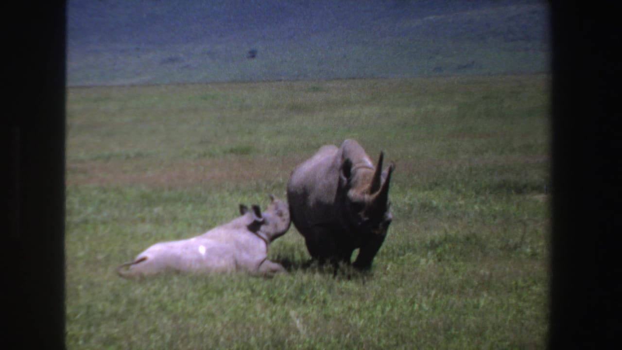 Reclining rhino calf rests close to a standing adult rhinoceros in grass.