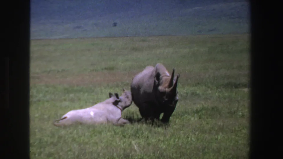 1969 South Africa 8mm frame with a rhino calf lying beside a standing adult black rhinoceros in sunlit grassland.