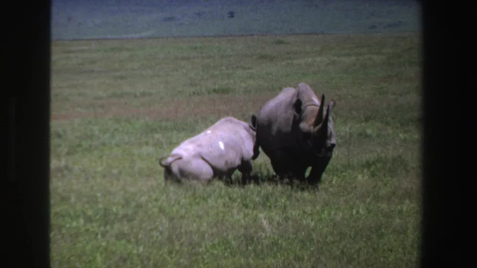 1969 South Africa 8mm frame showing a calf pressed near a standing adult black rhinoceros in a grassy open field.