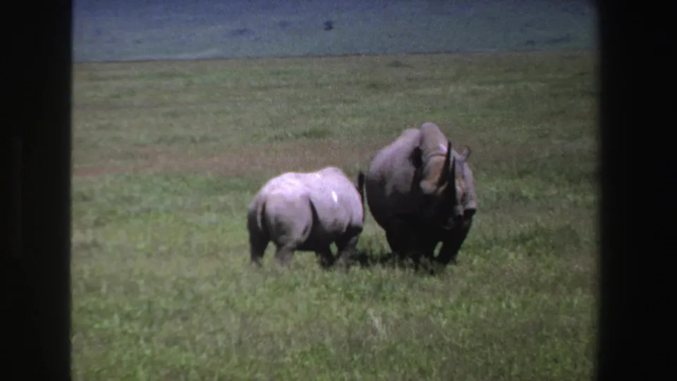 1969 South Africa 8mm frame showing the calf now upright beside the adult black rhinoceros in open grassland.