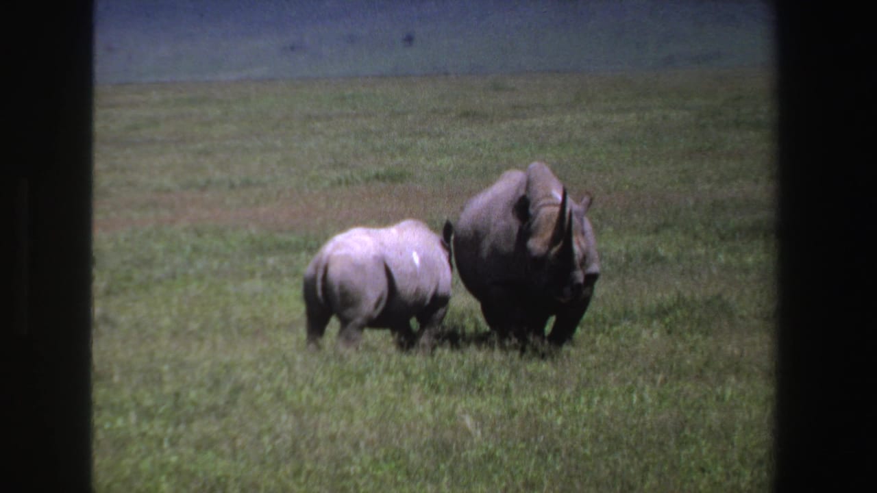 Two rhinos walking through grassy open land with dark 8mm frame borders.