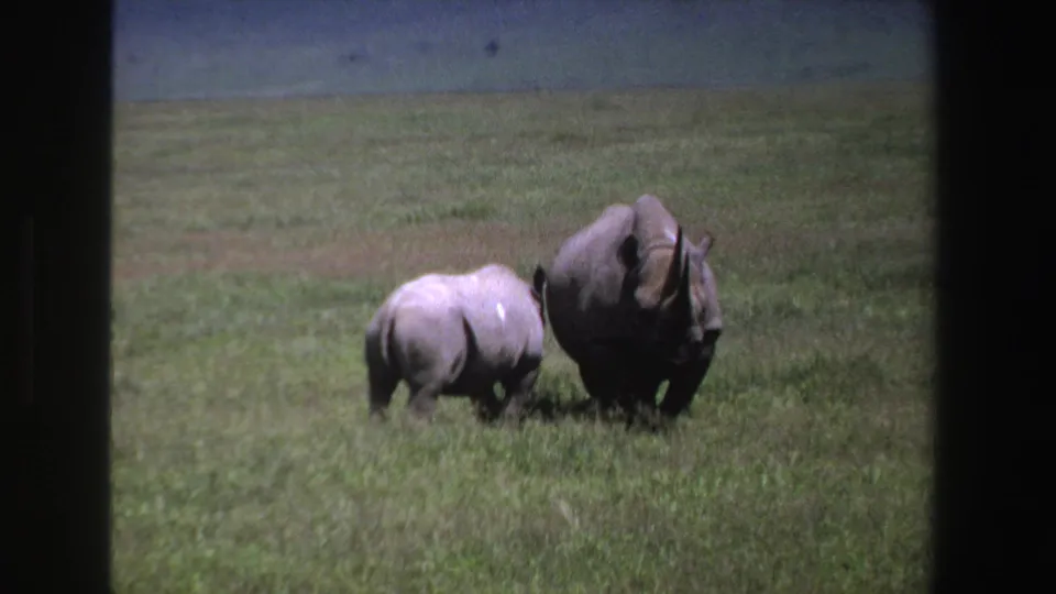 Mother rhino and calf appear in South African grassland in 1969-era 8mm home-movie footage with visible film borders.