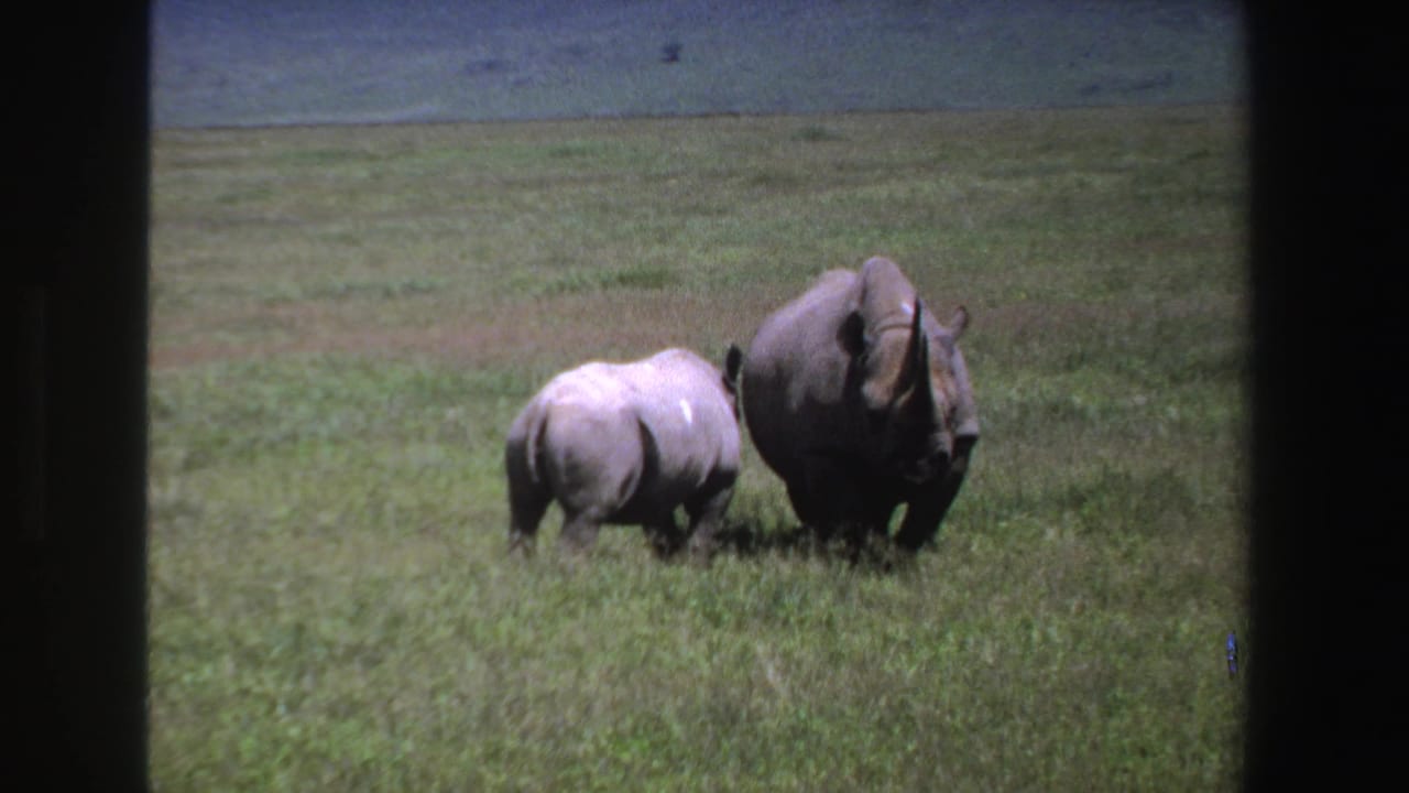 Adult rhino and calf continue across a grassy South African savanna in soft 8mm color footage from 1969.