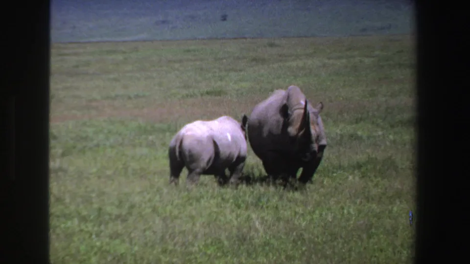 Adult rhino and calf continue across a grassy South African savanna in soft 8mm color footage from 1969.