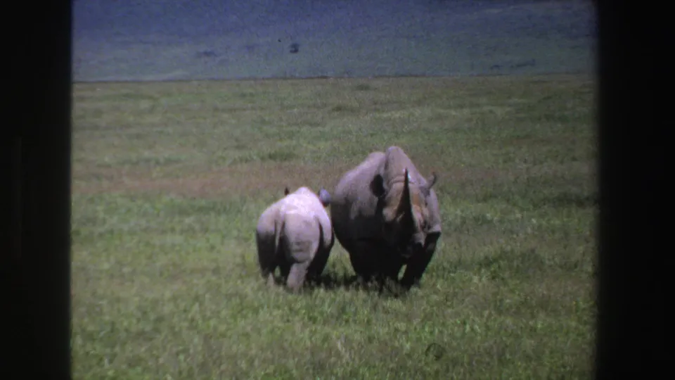 The rhino pair moves farther across the grassy South African field, with dark 8mm borders and faded color visible.