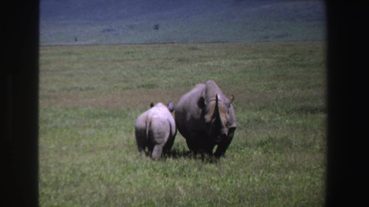 Two rhinoceroses walking through grass with a larger animal beside a smaller one.