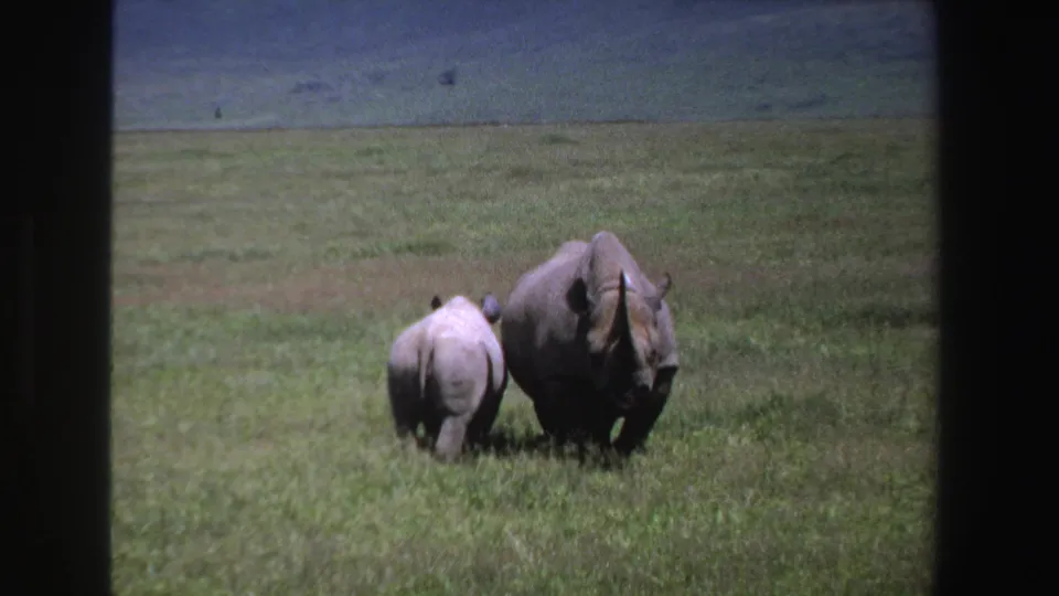 1969 South Africa 8mm frame showing two rhinoceroses moving together across a grassy savanna.