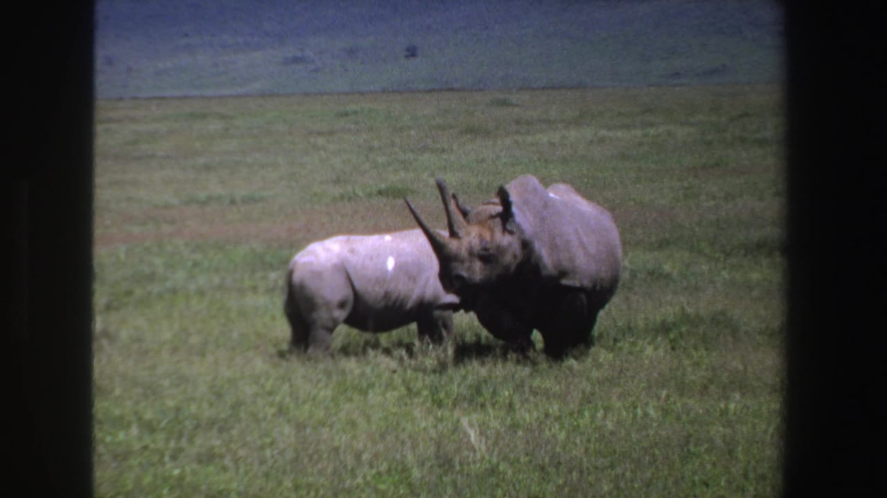 1969 South Africa 8mm frame with a smaller rhinoceros standing close to a larger rhinoceros in savanna grass.