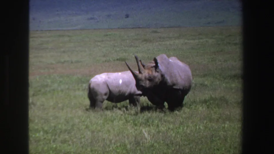 1969 South Africa 8mm frame with a smaller rhinoceros standing close to a larger rhinoceros in savanna grass.