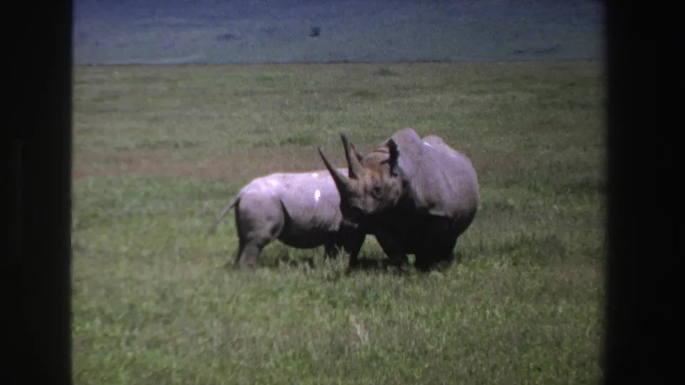 1969 South Africa 8mm frame showing two rhinoceroses moving through grass with a low hillside in the background.