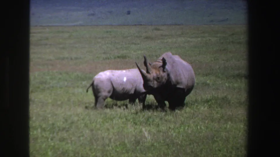 1969 South Africa 8mm frame of a larger and smaller rhinoceros side by side in a sunlit savanna setting.