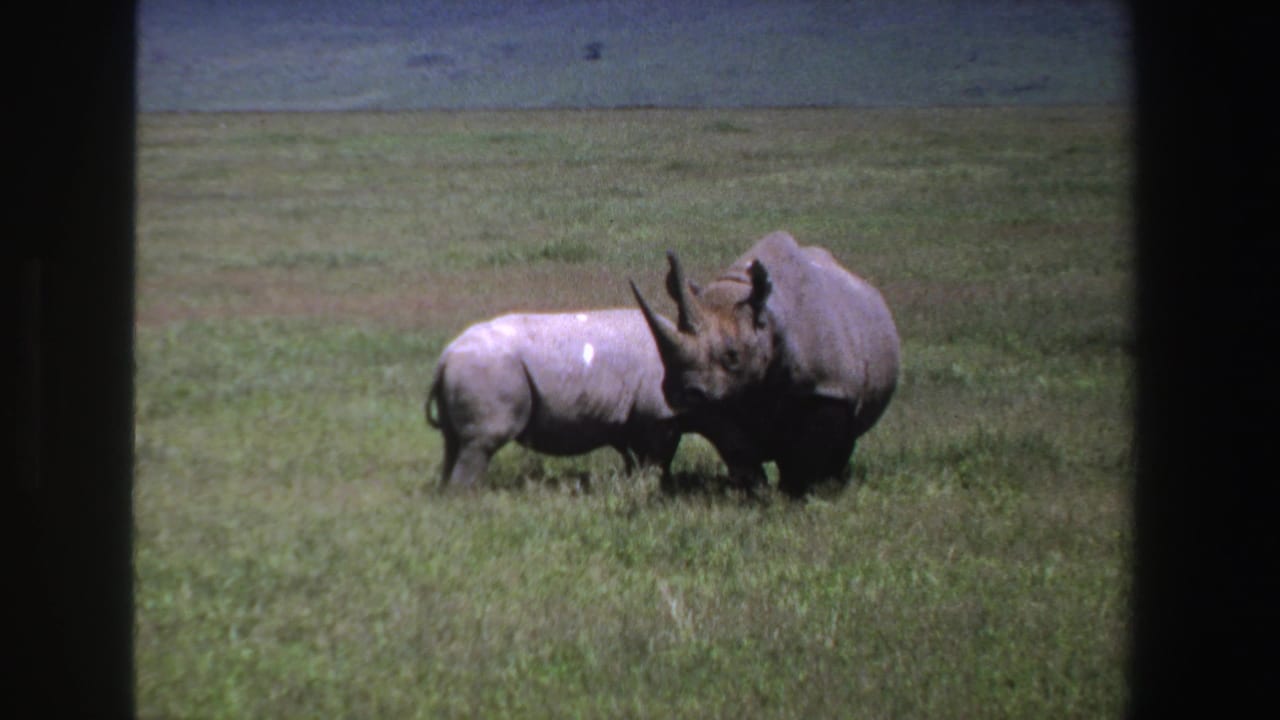 Two rhinos in South African grassland, filmed in 1969 on 8mm, stand close together under bright daylight.