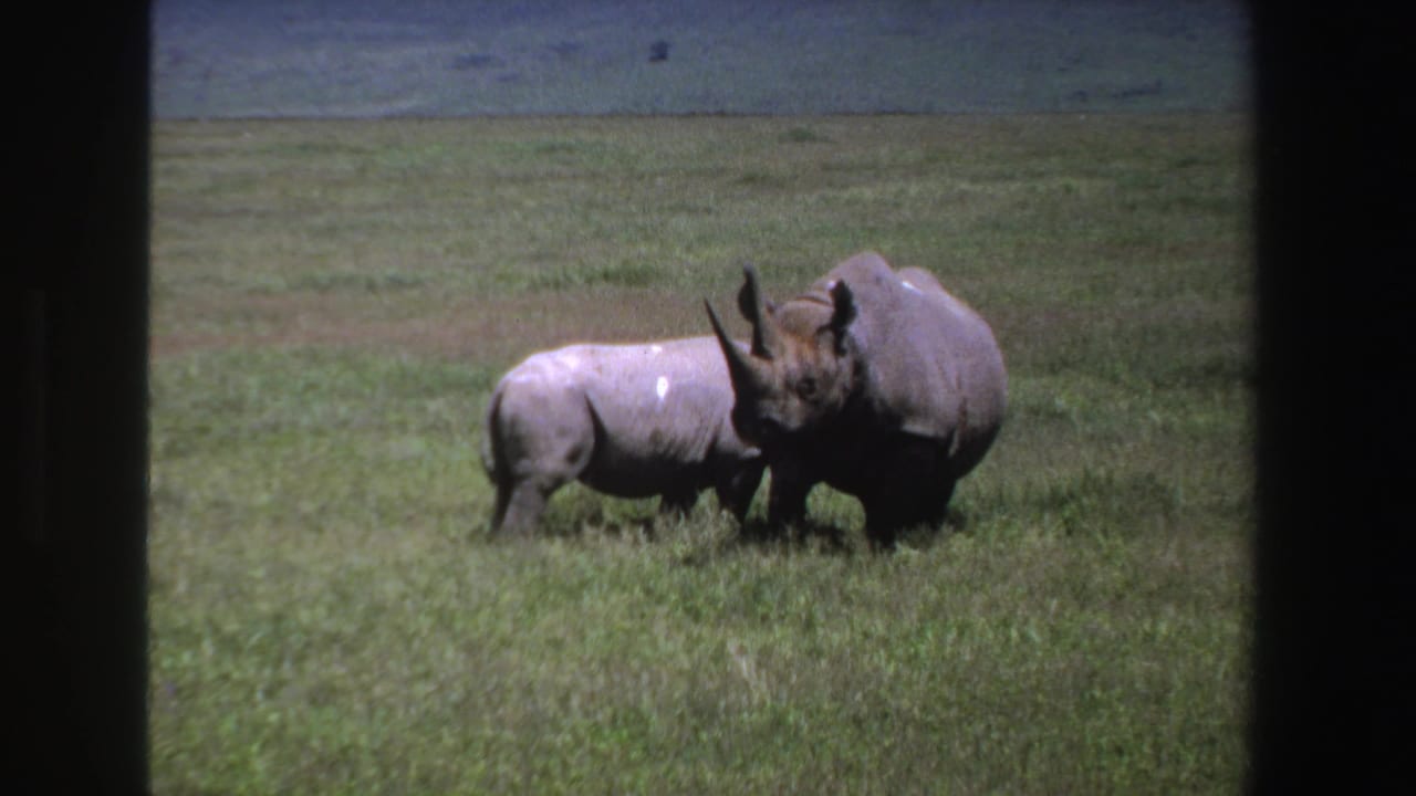 Two rhinos remain close in the grass as the larger animal faces slightly toward the smaller one.