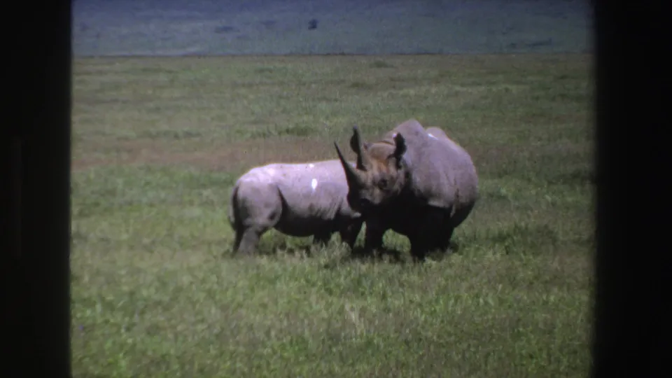 In 1969 South Africa 8mm footage, a larger rhino stands beside a smaller rhino in open grassland.