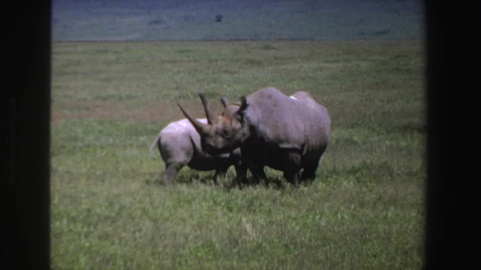 A larger rhino stands close while the smaller rhino lowers toward the grass in 1969 South Africa home-movie footage.