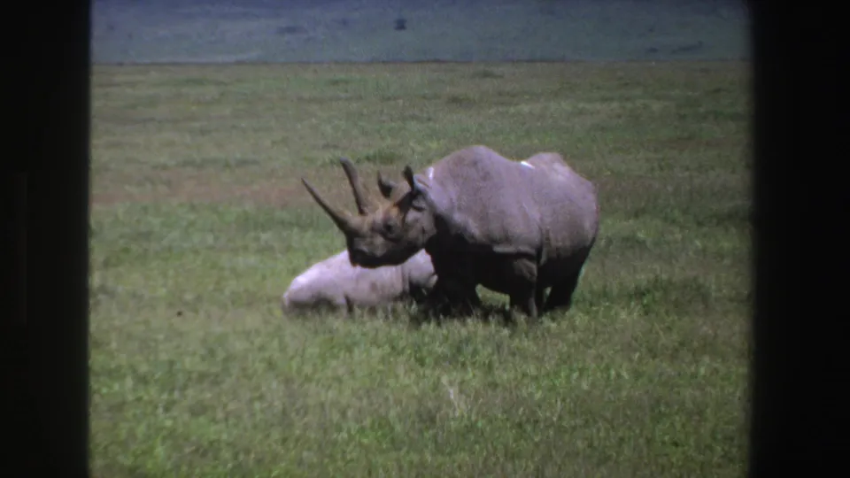 A larger rhino stands alert beside a smaller rhino lying in South African grassland, captured on 8mm in 1969.