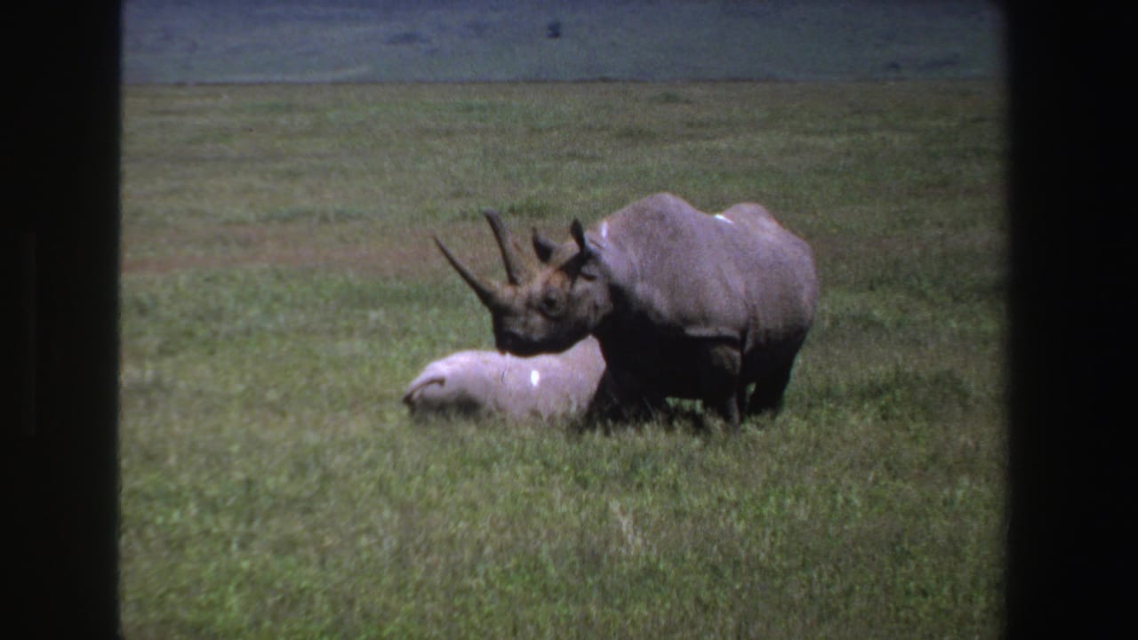Rhinoceros standing in tall grass beside a pale animal lying on the ground.