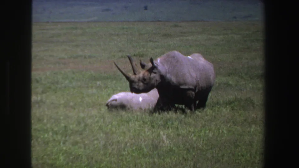 1969 South Africa 8mm frame showing a gray rhinoceros in grassland beside a smaller pale animal lying low in the grass.