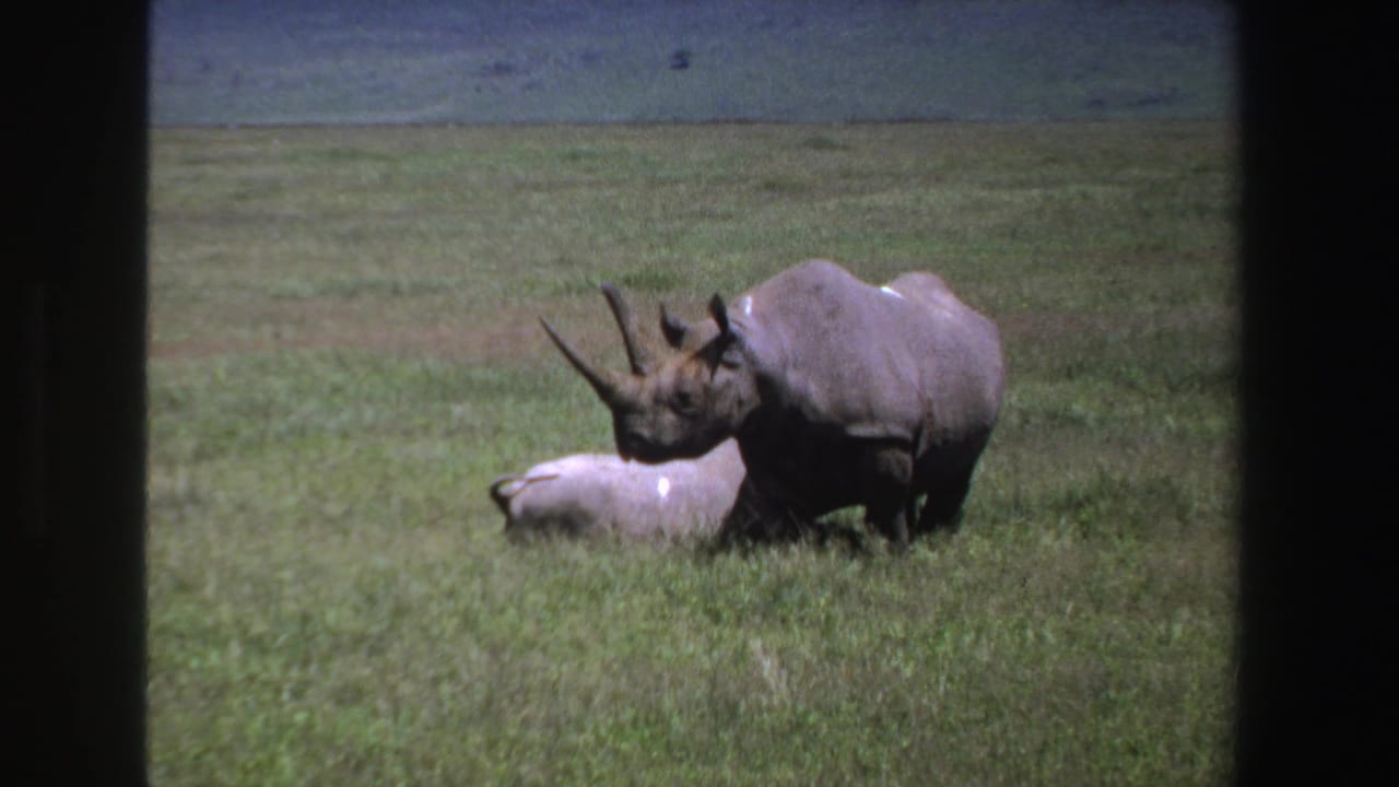 Rhinoceros in grassy savanna with a pale animal lying near its front legs.