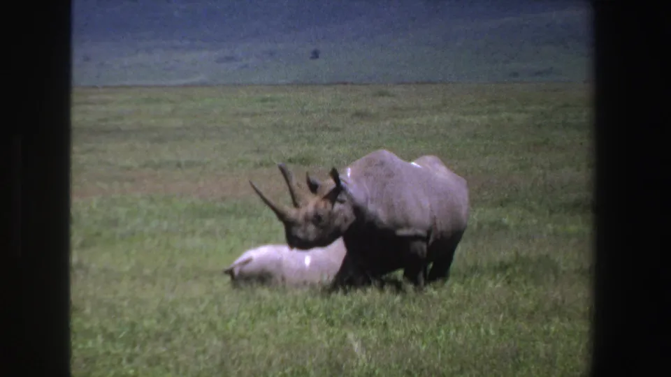 1969 South Africa 8mm frame showing a rhinoceros bending toward a light-colored animal resting in green savanna grass.