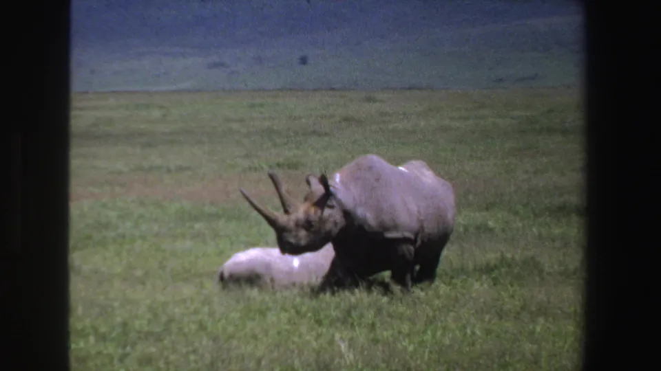 1969 South Africa frame of a gray rhinoceros beside a pale animal lying in grass, with open savanna stretching behind them.